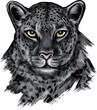 Black Panther,Leopard,Jaguar. Monochrome, graphic, artistic portrait of a leopard in a picturesque style on a white background with Brush strokes.