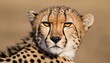 A-Cheetah-With-Its-Ears-Flattened-Back-Submissive- 2