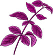 Purple Basil Branch with  Leaves Colored Detailed  Illustration.