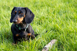 Fototapeta  - A black and brown dachshund sits on the green grass. there is a stick nearby.
Czarno-brązowy jamnik siedzi na zielonej trawie. w pobliżu jest kij.