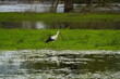 White stork foraging in the Leine meadows on April 7, 2024 (Ciconia ciconia) Ciconiidae family. Hanover, Germany.