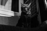 Fototapeta Sawanna - Black and white photograph of a cat. Stylish cat photo. 