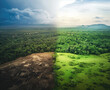 A forest transitioning from lush greenery to barren land illustrating the effects of deforestation and climate change