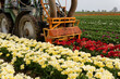 cutting tulips in the field.  Harvesting tulips on the field. Harvesting flowers on the field. End of tulip season. tulips cultivation 