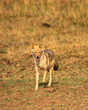 golden jackal or Canis aureus in action running head on in grassland in evening summer season safari at panna national park forest tiger reserve madhya pradesh india asia