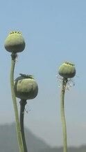 Opium poppy or breadseed poppy  (Papaver somniferum) seed pod capsule swaying in wind against sky and mountain background, vertical orientation