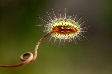 Wall Mural - Dangerous Caterpillar in nature place