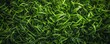 Lush green grass texture background
