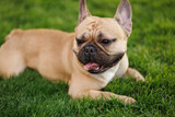 Fototapeta Koty - Portrait of adorable, happy dog of the French Bulldog breed in the park on the green grass at sunset.