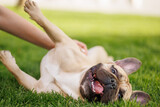 Fototapeta Koty - Portrait of adorable, happy dog of the French Bulldog breed in the park on the green grass at sunset.