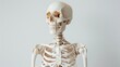 Craft a detailed and anatomically accurate representation of a human skeleton placed against a pristine white background 