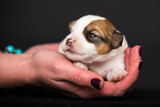 Fototapeta Zwierzęta - small newborn puppy in human hands
