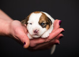 Fototapeta Koty - small newborn puppy lies on human hands