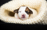 Fototapeta Zwierzęta - small newborn puppy lies in a knitted blanket