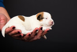 Fototapeta Zwierzęta - small newborn puppy lies on human hands