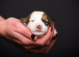 Fototapeta Zwierzęta - small newborn puppy lies on human hands