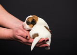 Fototapeta Zwierzęta - small newborn puppy in human hands