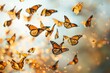 Monarch Butterflies in Flight at Golden Hour. 