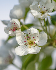 Sticker - Flowers on a pear tree in spring. Close-up