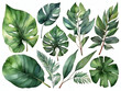 background illustration of various tropical leaves