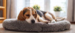 Sick beagle Puppy lying on a dog bed on the floor Sad sick beagle at home