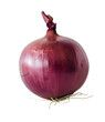 Transparent image of onion