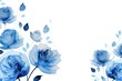 Blue roses watercolor clipart on white background, defined edges floral flower pattern background with copy space for design text or photo backdrop minimalistic