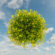 3d rendering of yellow daffodils Little Planet