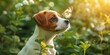 Beagle puppy looks at a butterfly, sun rays.
Concept: veterinary clinics and pet stores, raising animals or materials about pet care.