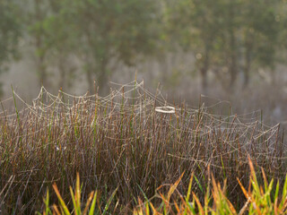 Spiders make nests on top of the grass.