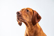 Dog studio shot. Beautiful ginger Hungarian vizsla side view portrait. Brown dog looking to the side headshot. Family dog. Pet portrait.
