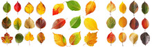Collection Beautiful Colorful Autumn Leaves