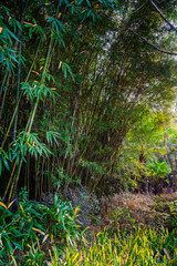 Canvas Print - Park and Bamboos in Chengdu, China