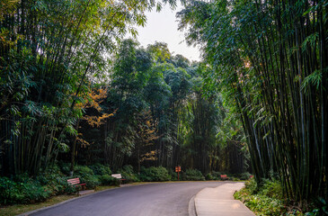 Sticker - Park and Bamboos in Chengdu, China