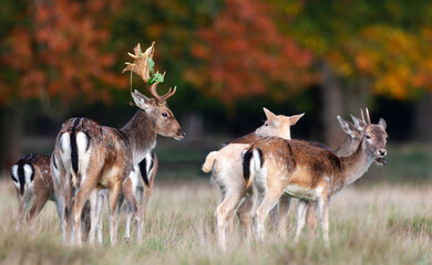 Wall Mural - Fallow deer standing in a meadow during the rut in autumn