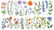 Flowers painted in watercolor on white paper. Sketch of flowers and herbs. Wreath, garland of flowers. Modern watercolor illustration.