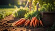 A ripe harvest of orange carrots in the garden with a ray of sunshine is the autumn harvest of a natural eco-friendly product from your garden. 