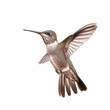 hummingbird in flight 3d rendered illustration png isolated on white background