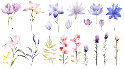Wall Mural - set of watercolor wildflowers painting isolated on clear png background and transparent background. 