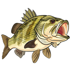 Wall Mural - Big bass fish cartoon vector for t-shirt design isolated on transparent background
