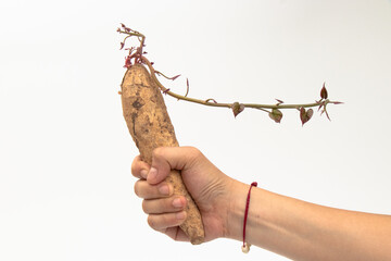 Wall Mural - Hand​ of woman​ hold​ on​ Sweet potato plants that grow from the tubers to be planted. The sweet potato sprouts are purple.Sweet​ potato​ on​ white​background.