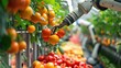 Robotic Arms Transforming Greenhouse Fruit Picking with Image Recognition