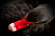 Close-up shot of a black swan.