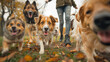 Group of playful dogs on a walk in the park during autumn, with colorful leaves on the ground and a person holding leashes in the background.
