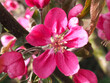 Pink flowers of crabapple or ornamental apple trees