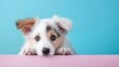 Cute puppy on blue background, one animal, domestic animals, pink