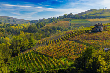 Poster - Typical vineyard near Barolo, Barolo wine region, province of Cuneo, region of Piedmont, Italy