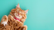 Ginger Fluffy Cat Lays In A Pink Collar On A Turquoise Background