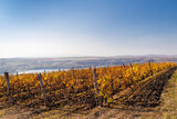 Fototapeta Przestrzenne - autumn vineyard near Eger, Northern Hungary