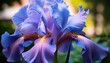 Dark blue irises blossoming in a garde banner n bokeh summer flowers greenery sunny day botany leaves petals blue purple blossom flower head flower bed